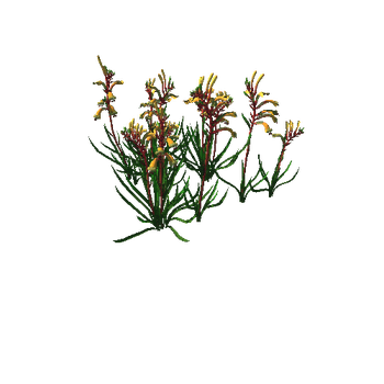 Flower_Anigozanthos manglesii Kangaroo Paw2_1